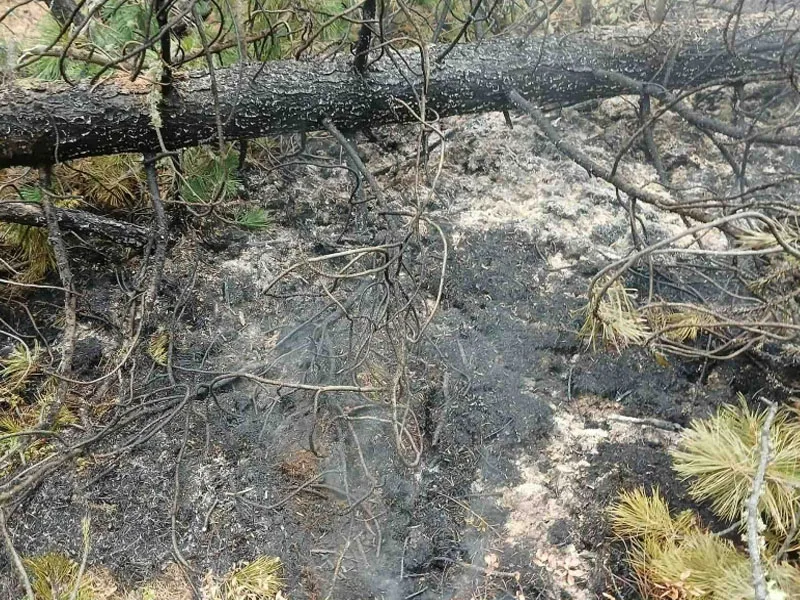 Ой, хээрийн түймрээс урьдчилан сэргийлье