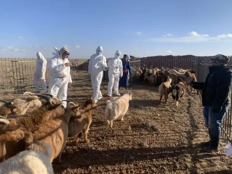 Ямааны годрон өвчин 2 аймгийн 3 суманд бүртгэгдэж, хорио цээрийн дэглэм тогтоогоод байна