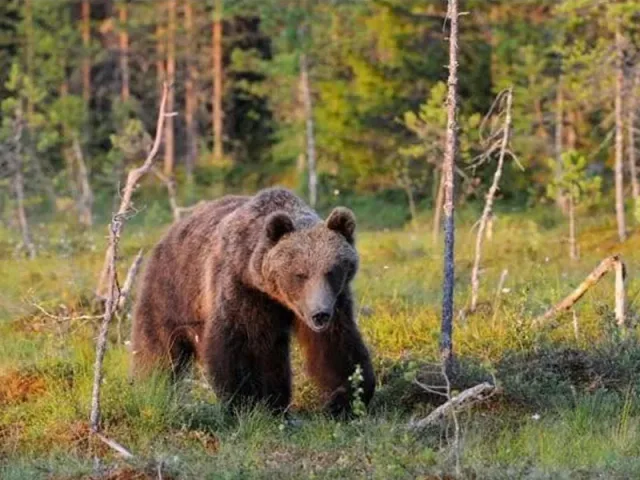 Баавгайн бүртгэгдсэн байршил орчимд өөрсдийн аюулгүй байдлыг хангаж, сонор сэрэмжтэй байхыг анхааруулж байна