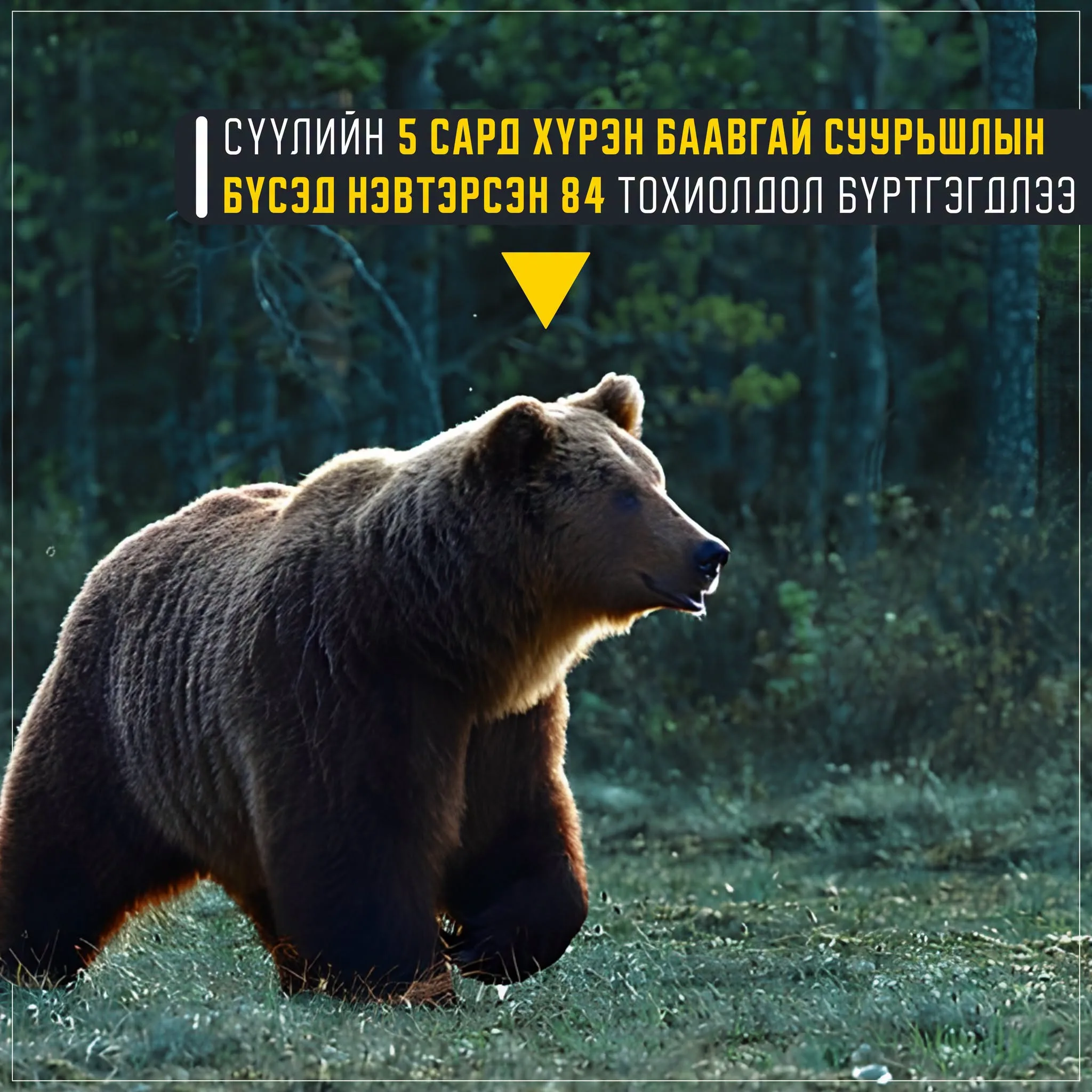 Баавгай суурьшлын бүсэд нэвтэрснийг харсан даруйдаа шуурхай мэдээлээрэй