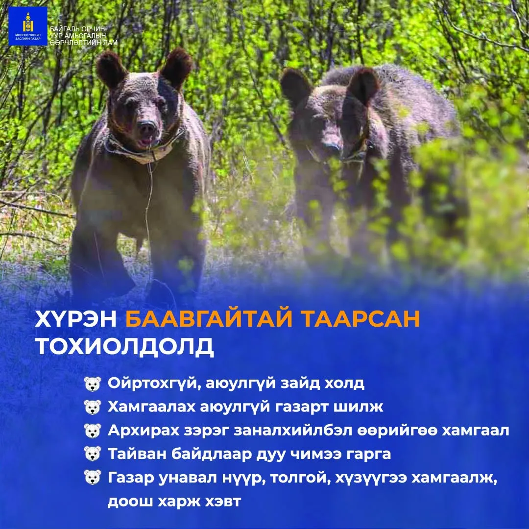 Хүрэн баавгайн эрсдэлээс сэрэмжилье