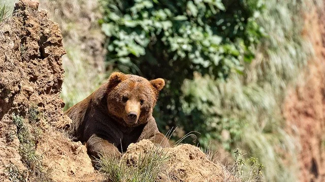 Хүрэн баавгайтай холбоотой 16 удаагийн дуудлага мэдээлэл бүртгэгджээ