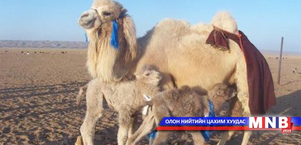 “Мөнгөн төлийн эзэн” шалгаруулна