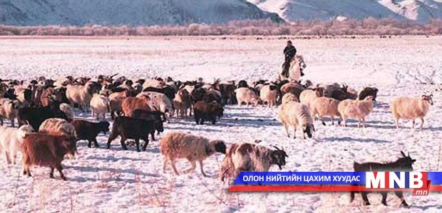 Мал сүргийн тоо 45075.7 мянган толгойд хүрчээ
