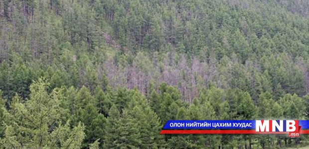 Сэлэнгэчүүд модны хэрэглээгээ багасгана