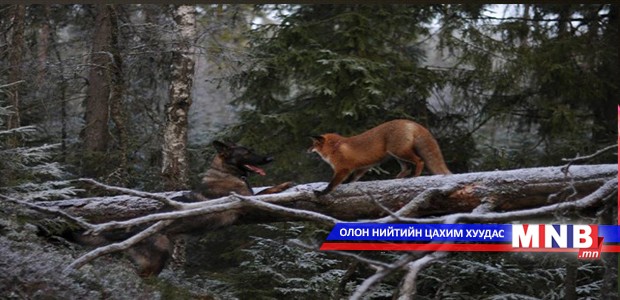 Анчин нохой үнэгтэй найзлав