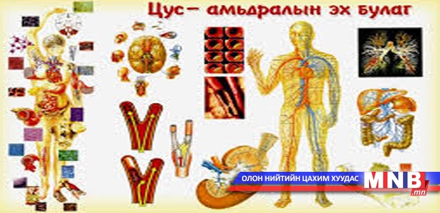 Шингэн цус эрүүл амьдралын үндэс