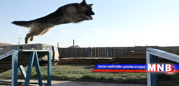 Эрэлч нохой хар тамхи илрүүллээ