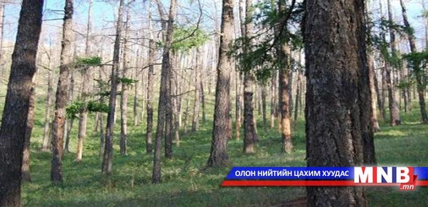 Энэ онд ойгоо цэвэрлэнэ