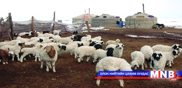 Малын удмын сангийн мэдэлд 1000 толгой мал шилжлээ