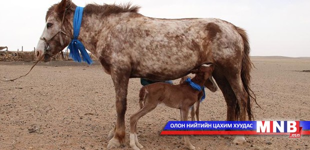 Ууган унага янцгаахад хаврын урь орно