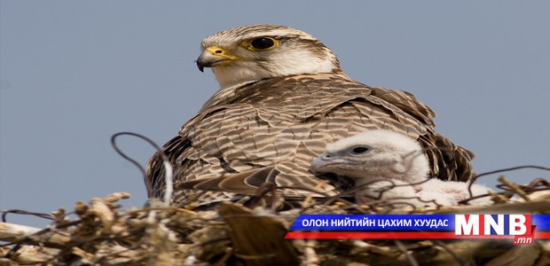 Шонхор худалдаалахыг хориглосон хуулийн төсөл өргөн барина