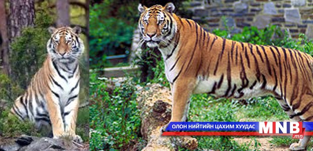 Барын дайралтад иргэд өртсөөр байна