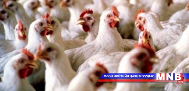“Түмэн шувуут” жилд 12,4 сая өндөг үйлдвэрлэдэг