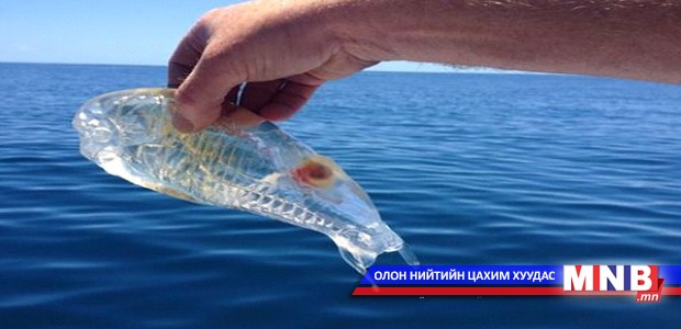 Тунгалаг биетэй загас баригджээ