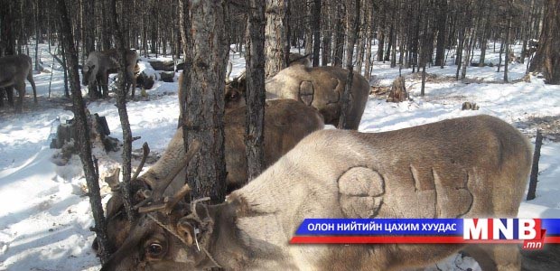 1511 цаа буга тоологдлоо
