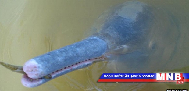 Устсан далайн гахайны төрлийг олжээ