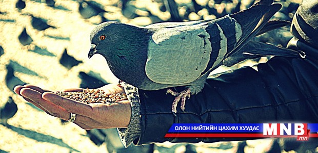 Тагтаа хооллох нь буян байж болох ч...