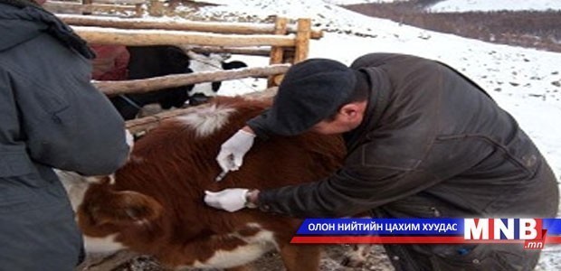 Шүлхийн вакцины нөөц 1.3 сая толгой малд хүрэлцэнэ