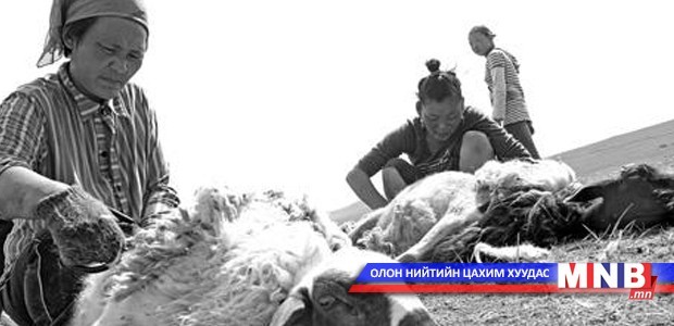 Ноосны урамшуулалд 20 тэрбум төгрөг төсөвлөжээ