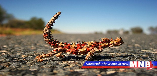 Урагшаа явж чаддаггүй амьтан