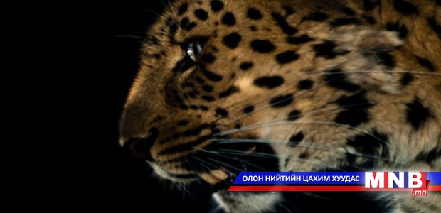 Путин цоохор ирвэс үржүүлгийн төвд зочиллоо