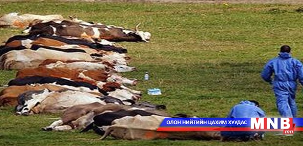 Шүлхийн тархалт нэмэгдэж байна