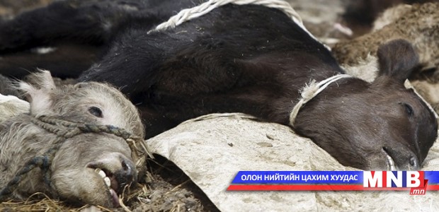 Шүлхийгээс үүдэлтэй хохирлыг барагдуулахад хоёр тэрбум төгрөг шаардлагатай...