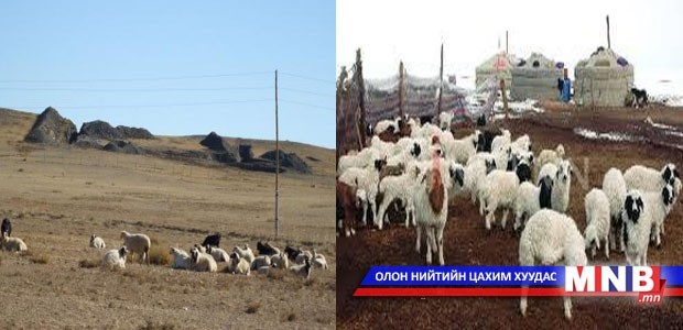 Малчны хотонд төлийн дуу цангинаж эхэллээ