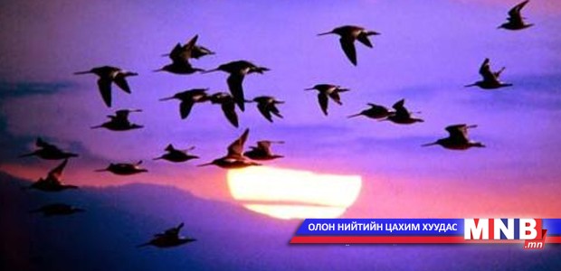 Урь дагуулан ирэх усны шувуудын хөрөг