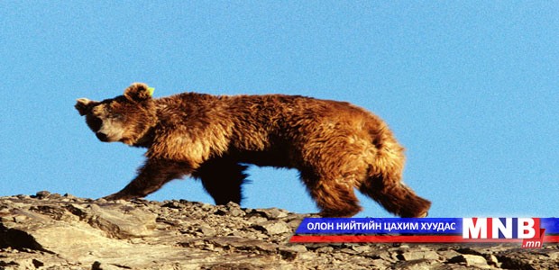 Мазаалайн тоо толгой өсөх хандлагатай байна