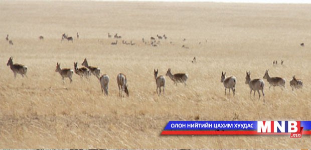 Шүлхийн голомтод 11000 орчим зээр нутагшиж байна