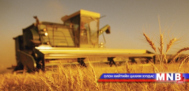 Завхан аймагт халтар арвайг гар аргаар тарьдаг