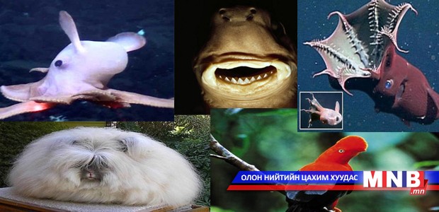 Дэлхийн сонин хачин амьтад