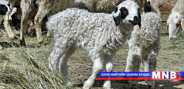 Малчны хотонд төлийн дуу цангинаж эхэллээ