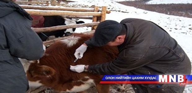Шүлхийн голомтот бүсийг өндөржүүлсэн бэлэн байдлын зэрэгт шилжүүллээ