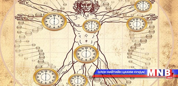 Хүний биологийн цаг