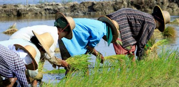 Supporting legal livelihoods for illicit crop farmers