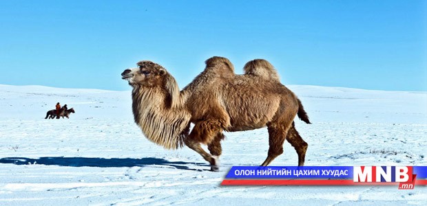 “Монгол тэмээ-2014” наадам болно