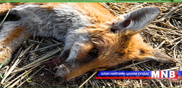 Галзуу үнэг малчны хотонд ирж нохой ноцжээ