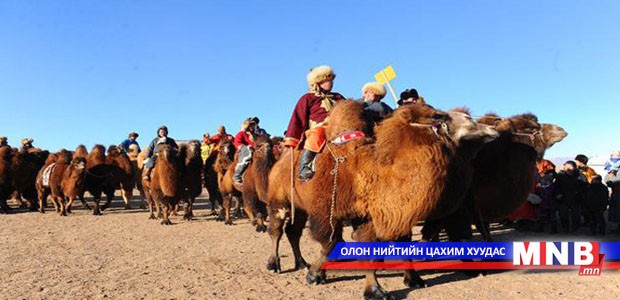 "Тэмээн поло” тэмцээнийг зохион байгуулна