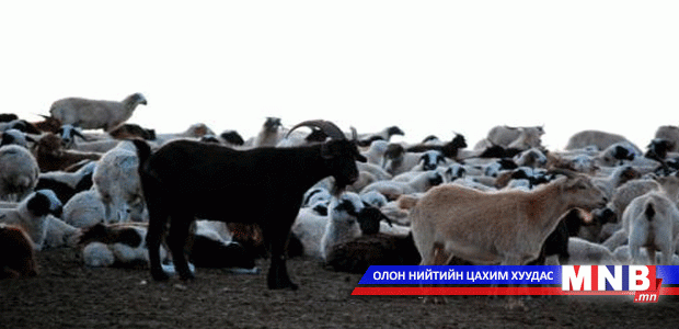 Бог мал шүлхийгээр өвчилжээ