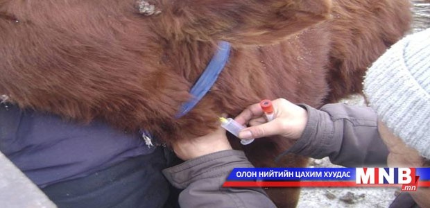 Нийслэлийн малыг давтан вакцинжуулна