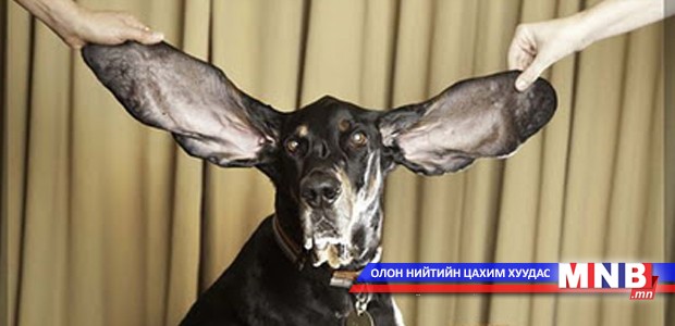 Хамгийн урт чихтэй нохой