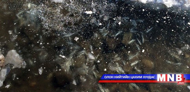 Загас их хэмжээгээр үхжээ