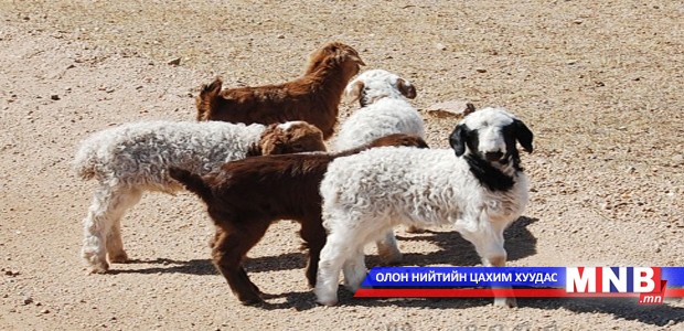 Баянхонгор аймаг энэ жил 600 мянга орчим төл авна