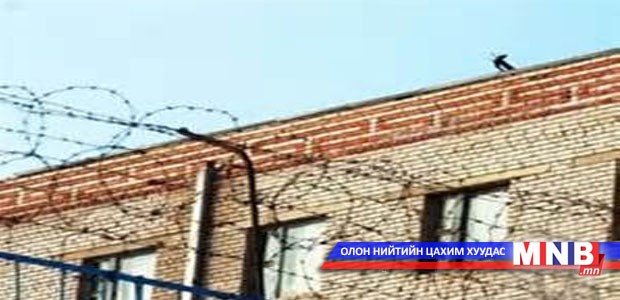 Ялтнуудыг шинэчилсэн бүртгэлд хамрууллаа