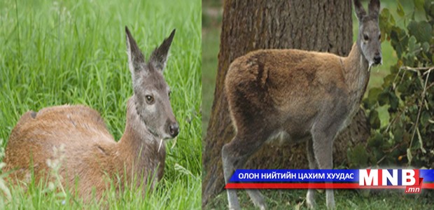 УИХ-ын гишүүн асан Л.Гүндалай туурайтан амьтдыг хамгаална