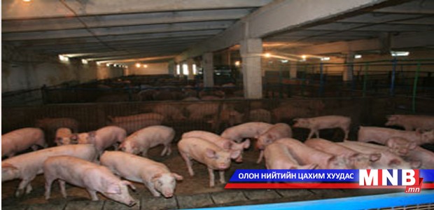 Гахайн өвчний халдваргүйжүүлэлт хийх хөрөнгийг нийслэлээс гаргана