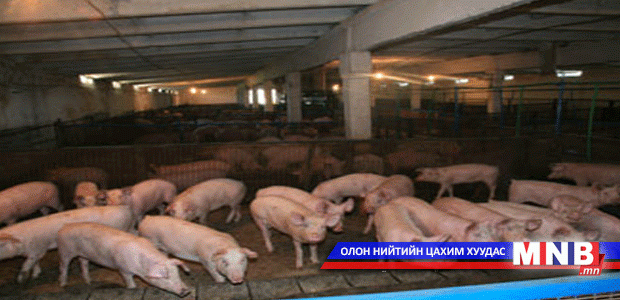 Өвчин гарсан гахайн ферм зөвшөөрөлгүй байжээ